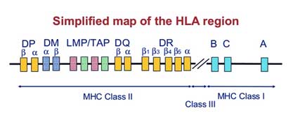 Immunological